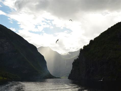 Seagulls Unesco World Heritage Cruise On The Naeroyfjord Jean