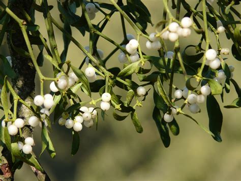 Despite Its Romantic Reputation Mistletoe Is A Nutrient Stealing Parasite