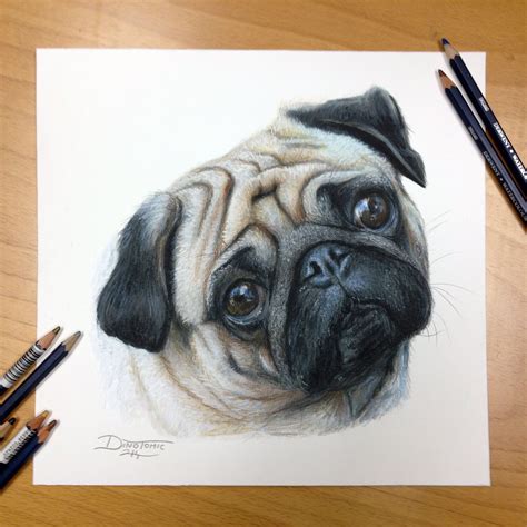 Pug Color Pencil Drawing By Atomiccircus On Deviantart Color Pencil