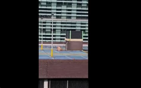 couple filmed having rooftop sex during record heatwave graphic video wakki news