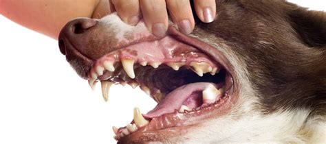 Periodontal Disease In Dogs Symptoms Causes Treatment Greensboro Vet