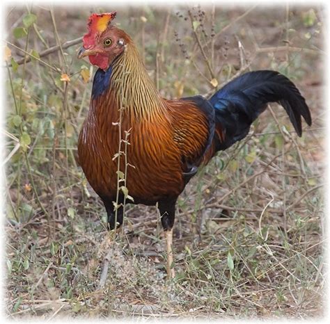 Bird Watching Birding On Sri Lanka Saarc Region Sri Lankan Junglefowl