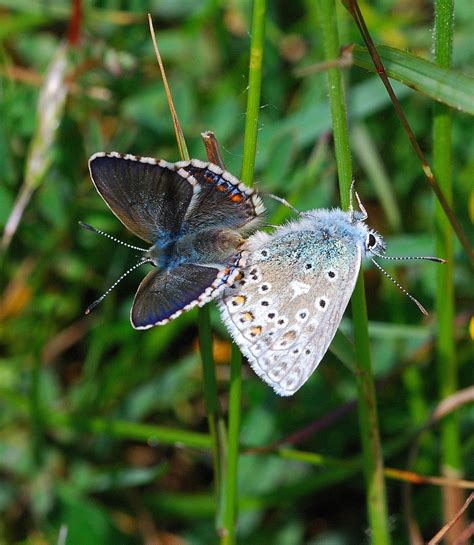 I took a few photos of a particularly handsome wall brown not even realising at the time that there was such a butterfly as the large wall brown. Butterfly Islands: Butterflies On Bonchurch Down