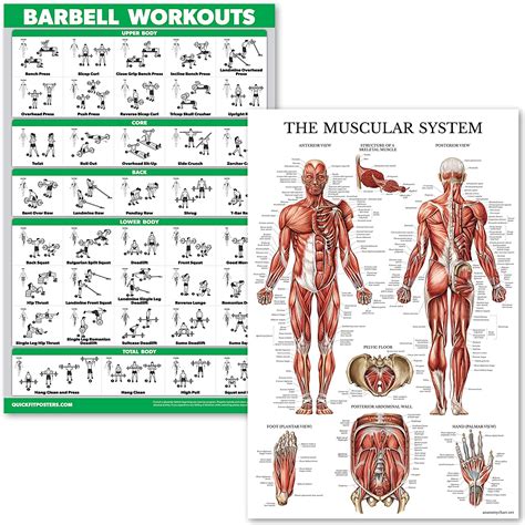 Back Muscle Exercise Chart Back And Core Muscles Floor Exercise Chart