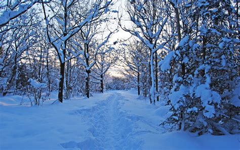 Forest Snow Nature Trees Winter Path Trail Wallpaper 1920x1200