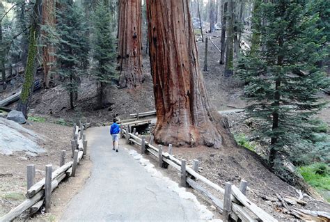 Escursione Congress Trail Sequoia