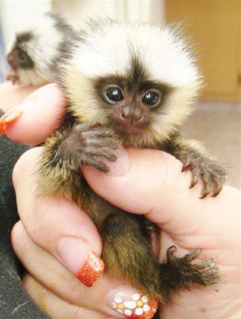 $ 349.99 add to cart. baby marmoset monkeys for sale | Cute baby animals ...