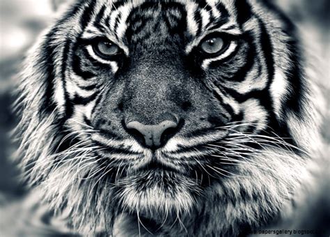 White Tiger With Blue Eyes Wallpaper 3d Wallpapers Gallery