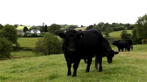 Welsh Black Cattle Youtube