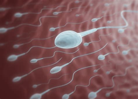 Sperm Has Been Created In A Laboratory By The Chinese Academy Of