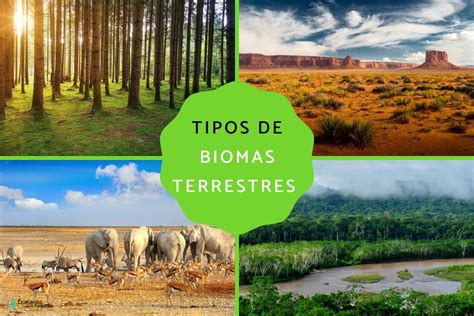 Tipos De Biomas Terrestres Caracteristicas Ejemplos Y Fotos Images