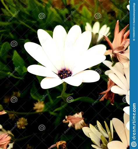 White Flower With A Purple Center Stock Image Image Of Amazing