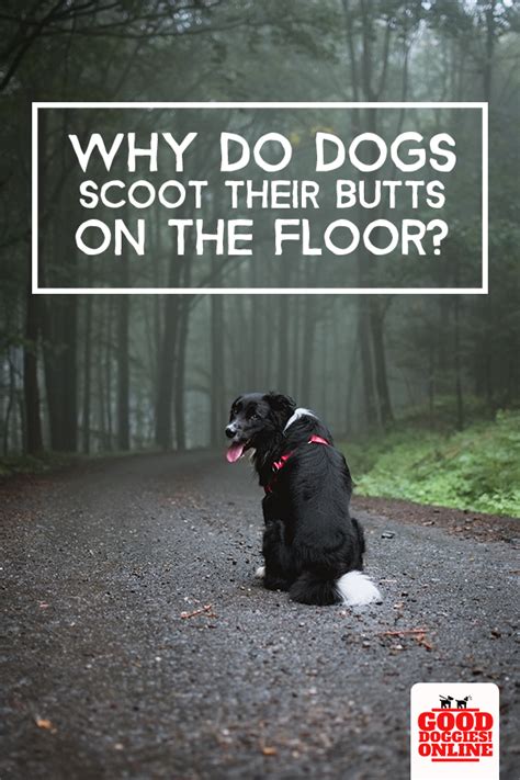 Why Do Dogs Drag Their Butts On The Floor Zolak