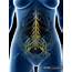 Female Pelvic Nerves In Abstract Body Silhouette Computer Illustration 