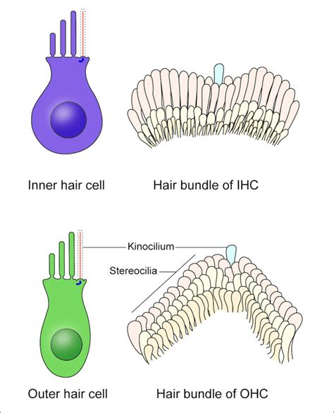 Schematic Representation Of The Cochlear Hair Cells And Hair Bundles