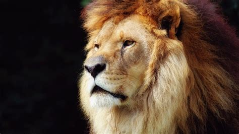 Lion Face Wallpapers Wallpaper Cave
