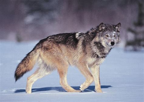 New Mexico Rancher Loses Grazing Permits Over Slain Wolf Drovers