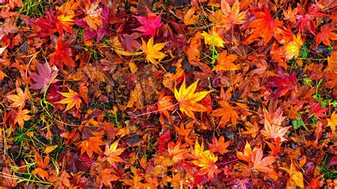 Red Leaves Autumn Leaves Autumn Foliage Red Leaves Leaf 5k