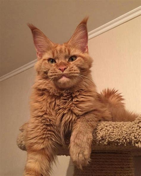 Thus you would never think about cats with down syndrome. Ginger Maine Coon Kittens For Sale Near Me