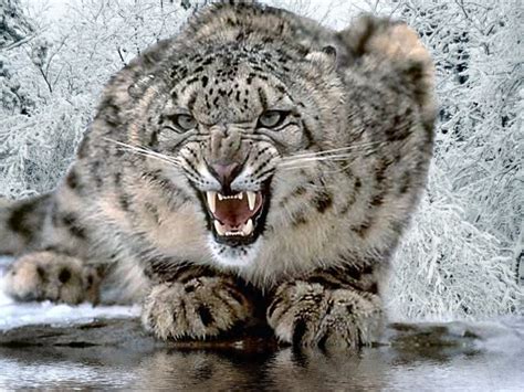 Angry Snow Leopard Desktop Wallpaper