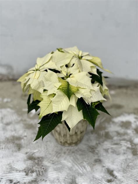 Poinsettia Pulcherrima Alaska Gwiazda Betlejemska Jungle Boogie