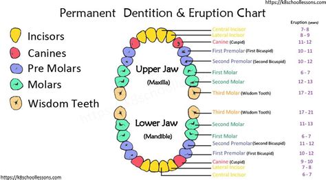 Human Tooth Structure For Kids Structure Of The Tooth Tooth Decay