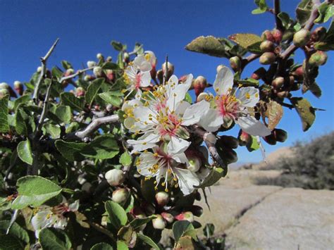 Rosaceae Prunus Fremontii Desert Apricot Alan King Flickr