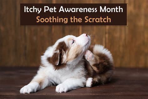 Itchy Pet Awareness Month Soothing The Scratch Canadapetcare Blog