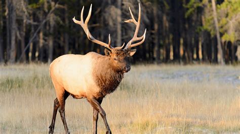 Washington State University Veterinary School Takes Over Elk Hoof Rot