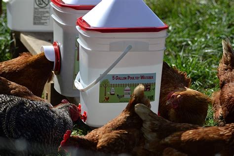 10 Best Chicken Waterers For Backyard Chickens In 2023 Reviews And Top