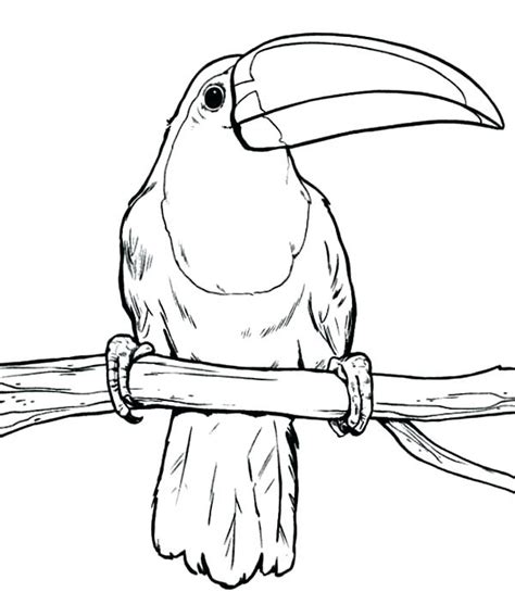 Printable coloring page of a toucan in the jungle in high resolution pdf format. Toucan Coloring Page at GetColorings.com | Free printable ...
