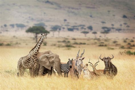 African Wildlife Animals In Africa