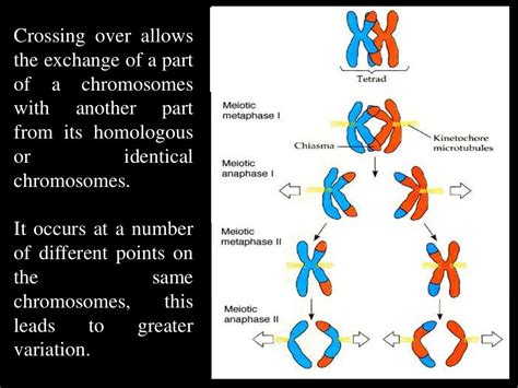 Heredity Inheritance And Variation