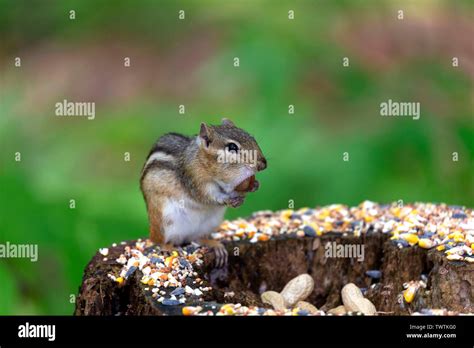Eastern Chipmunk Tamias Striatus In The Forest At The Feeder Stock