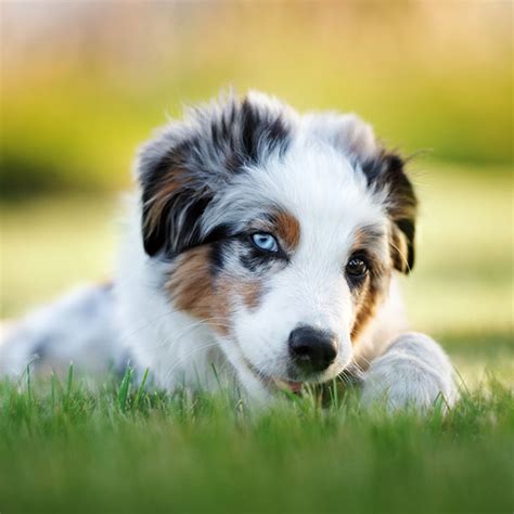 This litter of puppies is 6 weeks old and weigh about 8 lb each. #1 | Australian Shepherd Puppies For Sale In Columbus OH