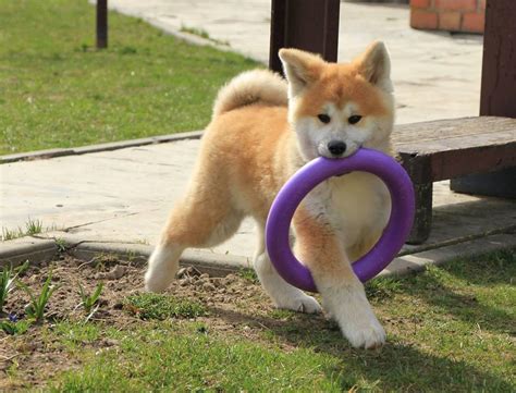 Akita is the most suitable dog for experienced dog owners with experience or a certain akita. great temperament akita puppies | Garies Dogs & Puppies | Public Ads