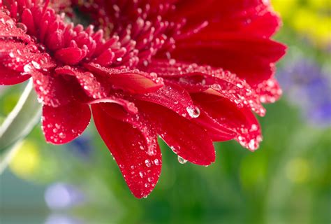 red daisy gerbera close up rose flower water drops wallpapers hd desktop and mobile