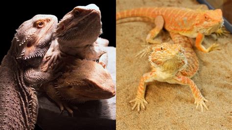 10 Facts About Bearded Dragons Online Field Guide