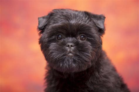Which Dog Breeds Are In The Akc Toy Group Class 22 Awesome Breeds