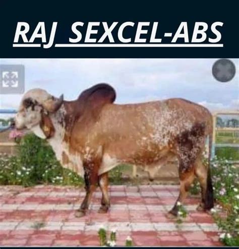 Gir Bull Frozen Semen Raj Sexcell Packaging Size 025 Ml At Best Price In Rajkot