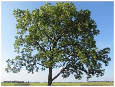 Top 10 Trees To Plant In Toronto In 2021 Trees To Plant Fast Growing