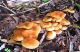 Yellow Fungus On Wood Chips Pictures