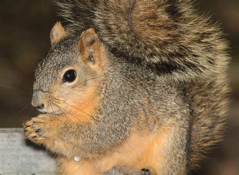 How Long Do North American Squirrels Live How Long Do Squirrels Live