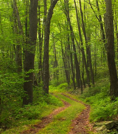 Free Images Tree Nature Path Wilderness Hiking Trail Meadow