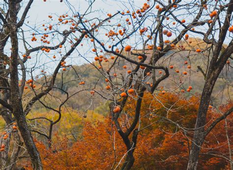 Autumn in korea and maple tree in the park , naejangsan national park in autumn season,south korea. Autumn in Korea 2020: Forecast, Food, Festivals, and More ...