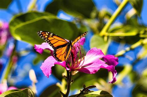 Monarch Butterfly Sunning While Perched On A Bright Purple Flower