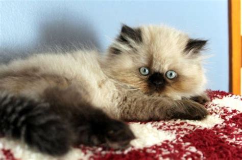 Himalayan kitten * beautiful blue eyed male doll face. Doll Face Seal Point Female Himalayan Persian Available ...