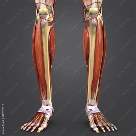 Leg Bones And Muscles