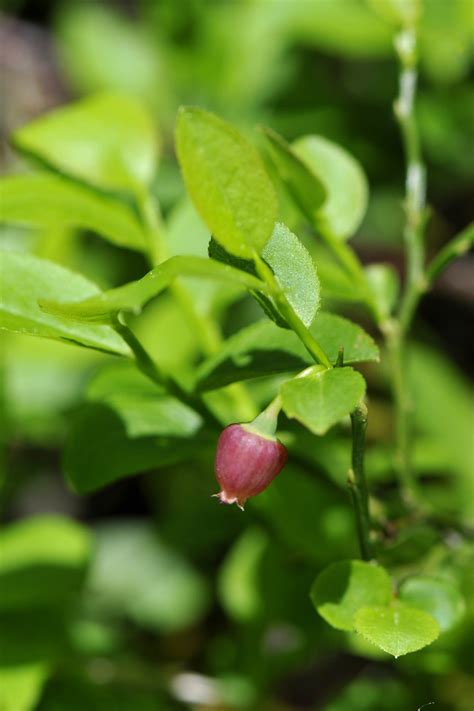 Hello i am looking to source vaccinium myrtillus plants of local provenance, i am based in north wales if anyone can help me. Nature - Vaccinium myrtillus
