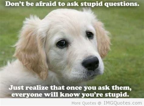 Dont Be Afraid To Ask Stupid Questions Just Realize That